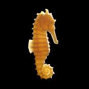 hippocampe d ivoire 10-2016 3017_1000